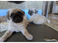 predam-steniatka-mopsa-mops-mopsik-mopslik-mopse-mopslik-small-0