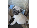 predam-steniatka-mopsa-mops-mopsik-mopslik-mopse-mopslik-small-3