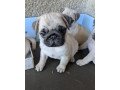predam-steniatka-mopsa-mops-mopsik-mopslik-mopse-mopslik-small-1