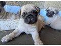 predam-steniatka-mopsa-mops-mopsik-mopslik-mopse-mopslik-small-2