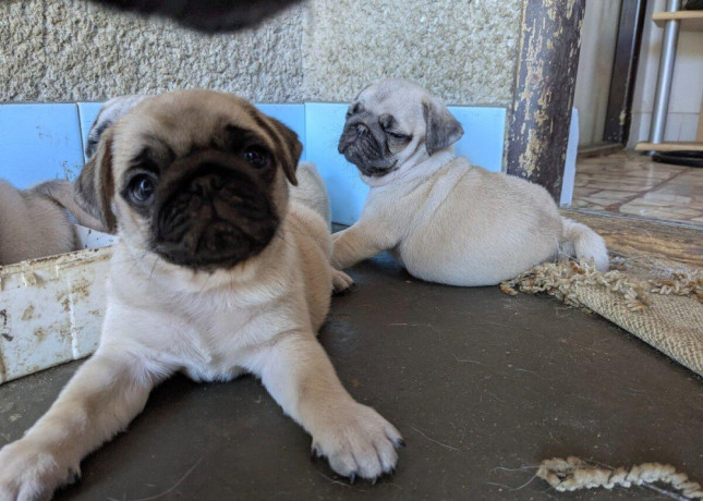 predam-steniatka-mopsa-mops-mopsik-mopslik-mopse-mopslik-big-0