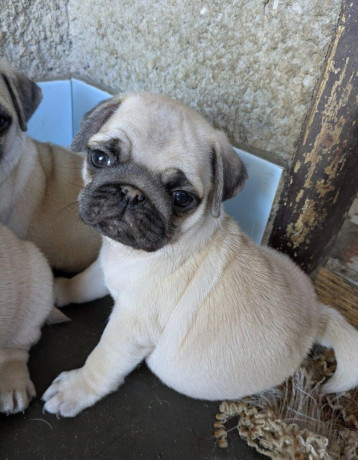 predam-steniatka-mopsa-mops-mopsik-mopslik-mopse-mopslik-big-3