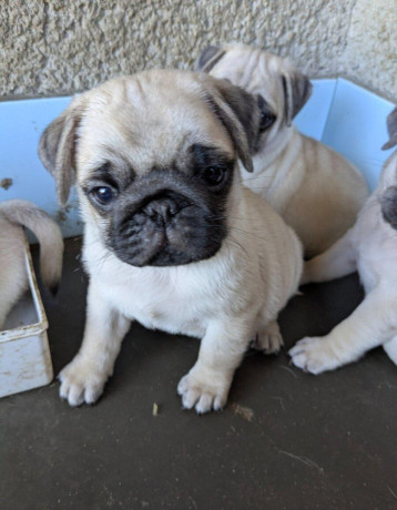 predam-steniatka-mopsa-mops-mopsik-mopslik-mopse-mopslik-big-1