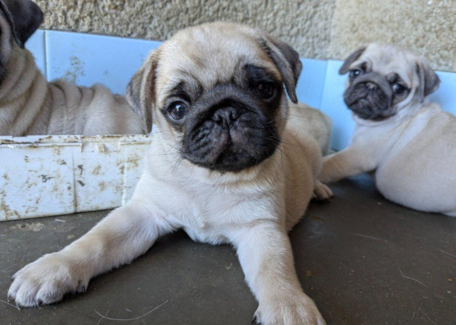 predam-steniatka-mopsa-mops-mopsik-mopslik-mopse-mopslik-big-2