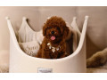 pudel-teacup-pudelik-cerveny-chlapcek-po-rodicoch-z-ciny-small-0