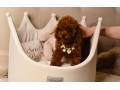 pudel-teacup-pudelik-cerveny-chlapcek-po-rodicoch-z-ciny-small-2