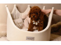pudel-teacup-pudelik-cerveny-chlapcek-po-rodicoch-z-ciny-small-1