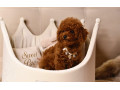 pudel-teacup-pudelik-cerveny-chlapcek-po-rodicoch-z-ciny-small-4