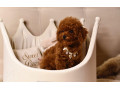 pudel-teacup-pudelik-cerveny-chlapcek-po-rodicoch-z-ciny-small-3