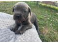cane-corso-small-1