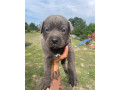 cane-corso-small-0