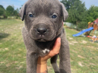 cane-corso
