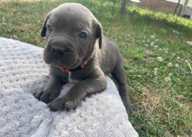 cane-corso-big-1