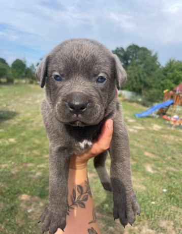 cane-corso-big-0