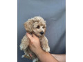 maltipoo-small-3
