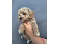 maltipoo-small-4