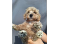 maltipoo-small-1