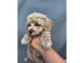 maltipoo-small-2