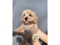 maltipoo-small-0