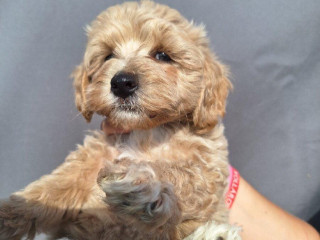 maltipoo
