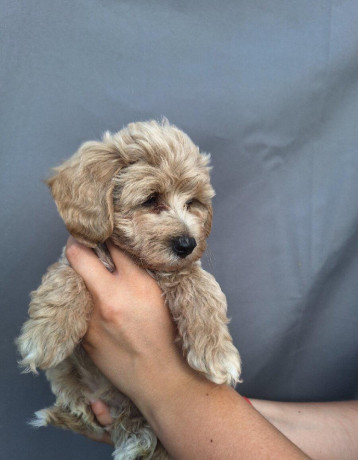 maltipoo-big-3