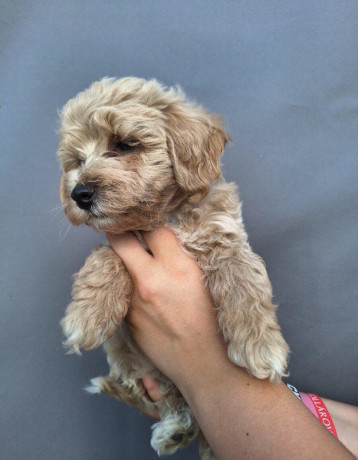 maltipoo-big-4