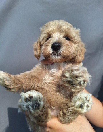 maltipoo-big-1