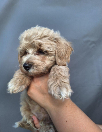 maltipoo-big-2