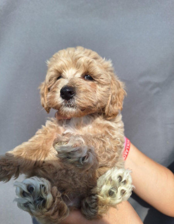 maltipoo-big-0