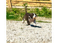 americky-stafordsirsky-terier-small-1
