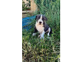 americky-stafordsirsky-terier-small-0