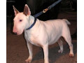 bulterier-bullterier-kupim-small-0