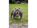 american-bully-kupim-small-0