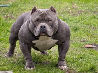 american-bully-kupim