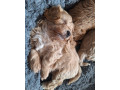 maltipoo-small-2