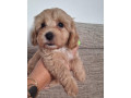 maltipoo-small-0