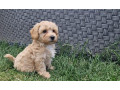 maltipoo-small-1