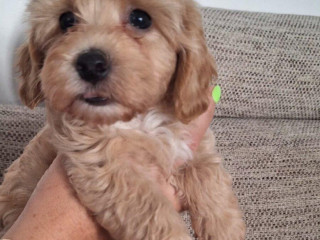 maltipoo
