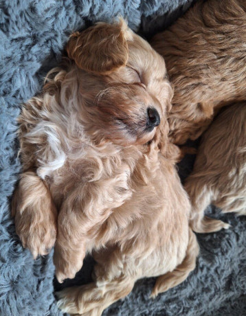 maltipoo-big-2