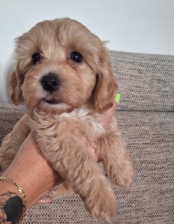 maltipoo-big-0
