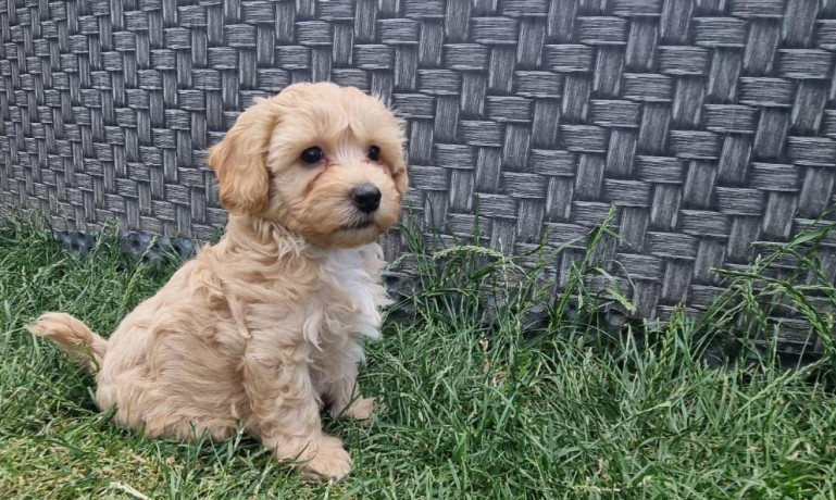 maltipoo-big-1