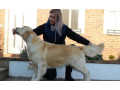 zlaty-retriever-golden-retriever-s-pp-small-1