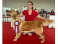 zlaty-retriever-golden-retriever-s-pp-small-0
