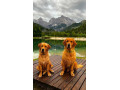 zlaty-retriever-golden-retriever-s-pp-small-2