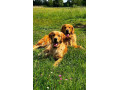 zlaty-retriever-golden-retriever-s-pp-small-3
