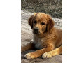 zlaty-retriever-golden-retriever-s-pp-small-4