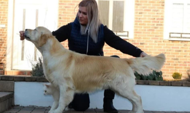 zlaty-retriever-golden-retriever-s-pp-big-1