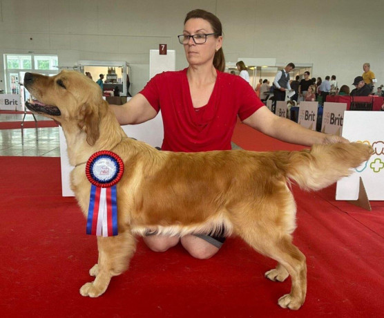 zlaty-retriever-golden-retriever-s-pp-big-0