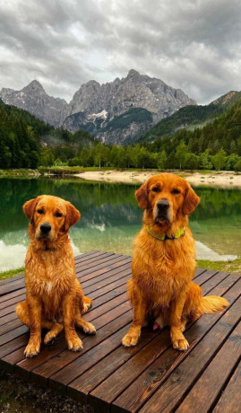 zlaty-retriever-golden-retriever-s-pp-big-2