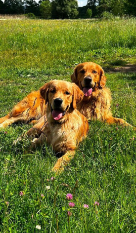 zlaty-retriever-golden-retriever-s-pp-big-3